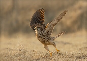 red tailed hawk in flight