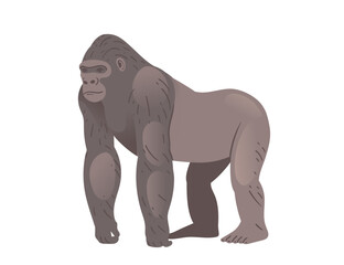 Fototapeta premium Stocky adult grey gorilla. Wild monkey or ape. Cartoon animal design. Vector illustration isolated on white background