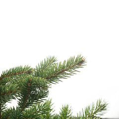 A minimalist image of a pine branch, isolated against a white background. The simplicity of the composition allows the viewer to focus on the natural beauty of the pine needles. 
