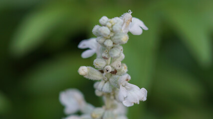 macro photography of white Salvia farinacea flower