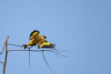 bee on blue sky background