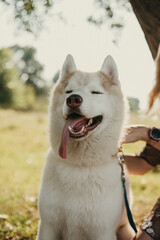 happy wolf-colored husky dog ​​smiling under the evening sunset