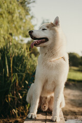 happy wolf-colored husky dog ​​smiling under the evening sunset