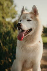 happy wolf-colored husky dog ​​smiling under the evening sunset