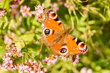 Aglais io, European peacock butterfly, on a sunny summer day