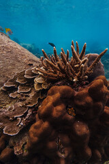 coral reef