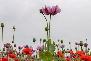 Obraz premium Mohnblumen und Mohnkapseln