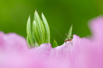 Nymphe der Vierpunktigen Sichelschrecke auf einer Blüte sitzend