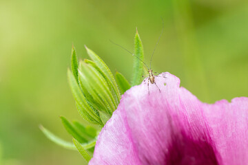 Nymphe der Vierpunktigen Sichelschrecke auf einer Blüte sitzend