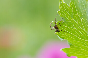 Spinne sitzt am Blatt