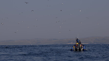 Tourist boat, people observing wild Dolphins swimming play jump in waves at sunset. Sardine run. Aquatic animals natural habitat. Tropic Open sea background. Pod dolphins in South Africa, Wild Coast