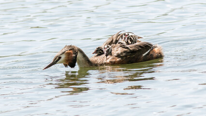 great crested grebe
