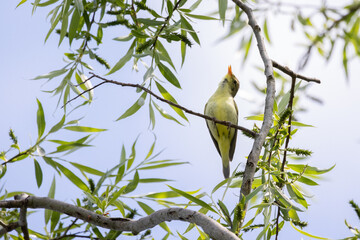 Gelbspötter sitzt am Ast und singt