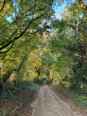 Obraz premium Rural country lane in autumn, Somerset, England