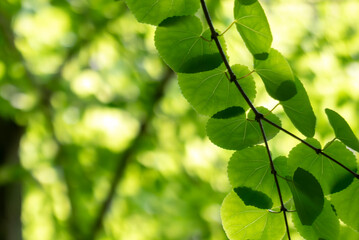 ハート型の葉っぱが朝日に照らされ輝くカツラの木