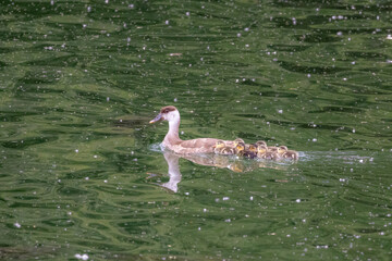 Kolbenente mit acht Küken