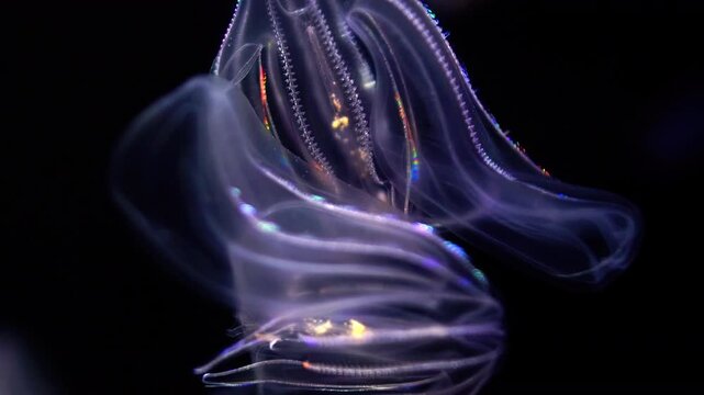 Bioluminescent Jellyfish Warty Comb Jelly Floating Extreme Closeup of Mnemiopsis Leidyi