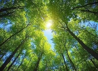 Obraz premium View of tall trees with green leaves and bright sunlight breaking through green forest canopy. Ideal for eco themes, wallpaper or outdoor advertising.