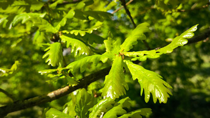 oak tree in the spring growing in the park and forest