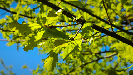 oak tree in the spring growing in the park and forest