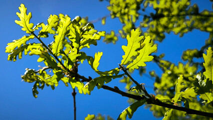 oak tree in the spring growing in the park and forest