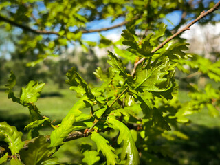 oak tree in the spring growing in the park and forest