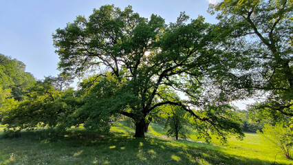 oak tree in the spring growing in the park and forest