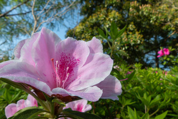 Naklejka premium 春の陽光に照らされて美しいツツジの花