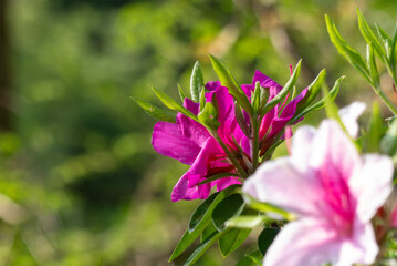春の陽光に照らされて美しいツツジの花
