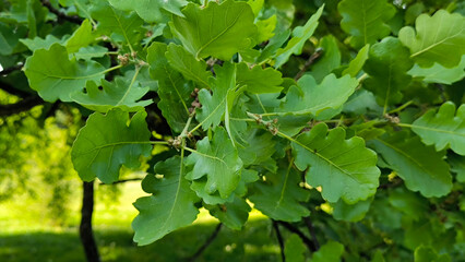 oak tree in the spring growing in the park and forest
