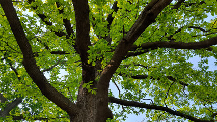 oak tree in the spring growing in the park and forest