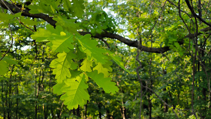 oak tree in the spring growing in the park and forest