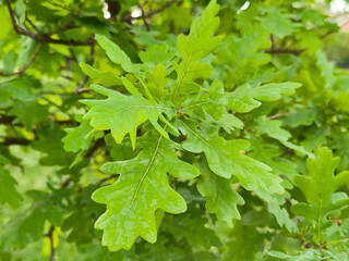 Fototapeta premium oak tree in the spring growing in the park and forest
