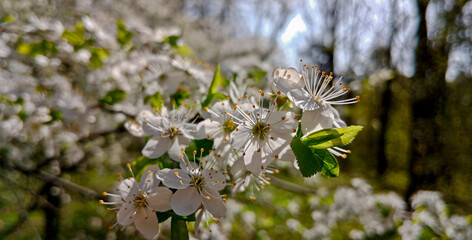White cherry blossom. Spring blooming trees. Spring background. Cherry blossoms over blue sky. Flowering trees. Blooming spring flowers. 