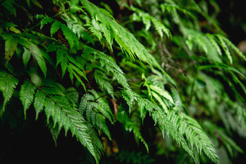 Fresh fern leaves in tropical forest