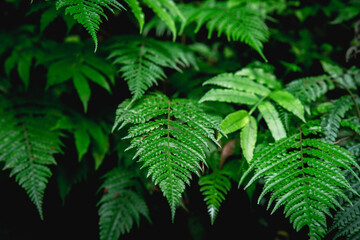 Fresh fern leaves in tropical forest
