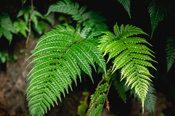 Fresh fern leaves in tropical forest