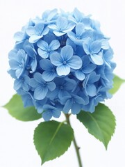 Delicate Blue Hydrangea Bloom with Soft Petals and Green Leaves Against a Light Background, Perfect for Nature and Floral Designs in Various Projects