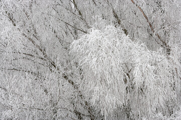 Winter in The Netherlands; close-up of frost covered trees and shrubs