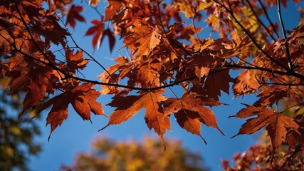Golden autumn maple tree branches with vibrant leaves
