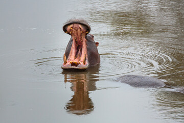 Hippopotamus (Hippopotamus amphibius); bull showing territorial behavior by yawning, Kruger...