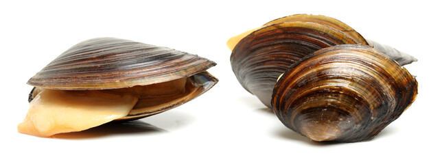 The swan mussel (large species of freshwater mussel) on white background