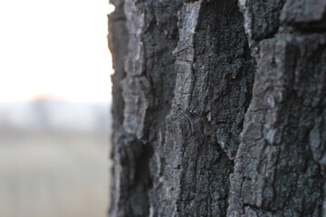 oak bark close-up, macro photography of tree bark