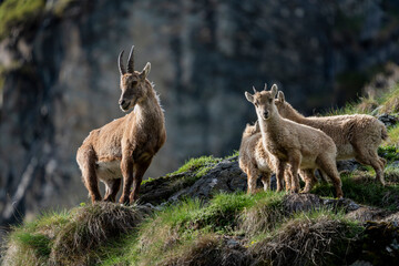 ibex European alps bouquetins in the wild