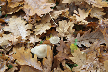 Fototapeta premium mushrooms, oak leaves, nature, autumn, foliage, natural, eco-friendly,