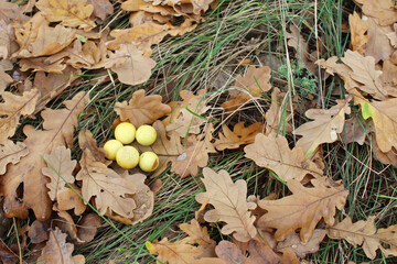 ink nuts, oak nuts, nature, oak foliage