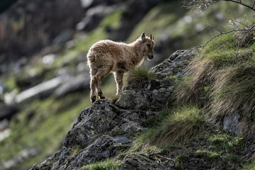 ibex European alps bouquetins in the wild