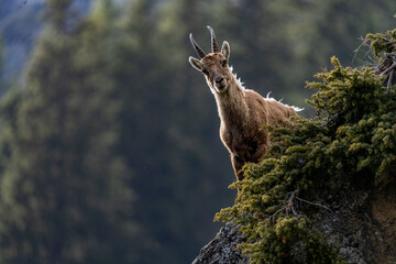 ibex European alps bouquetins in the wild