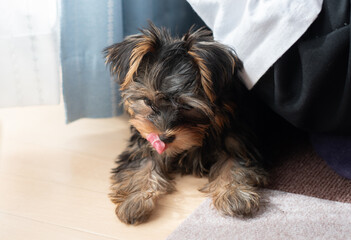 見つめる可愛い飼い犬