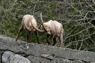 ibex European alps bouquetins in the wild